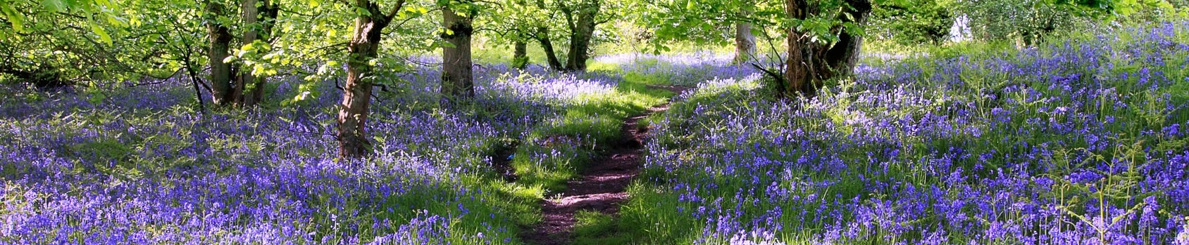 Weg durch einen lichten Wald mit lila Blumen an den Seiten