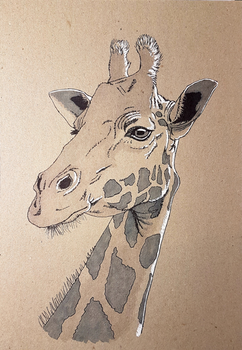 Portrait Giraffe